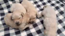 Golden retriever nestje 