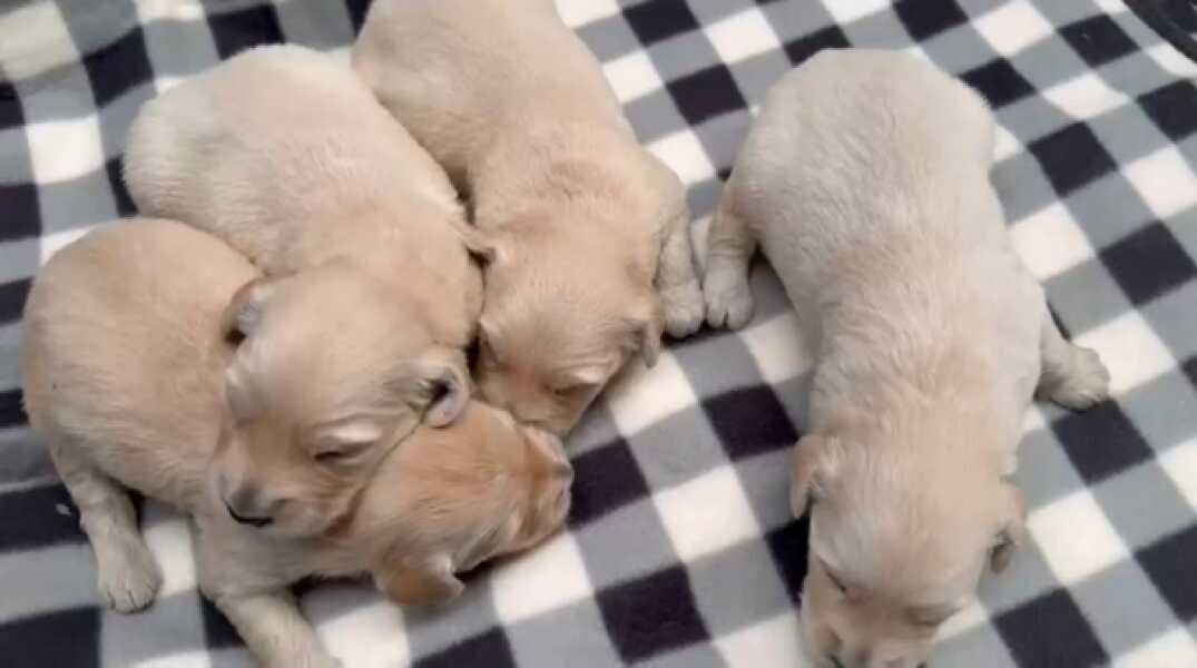 Golden retriever nestje 
