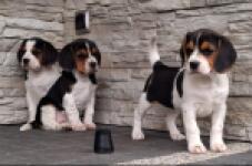 Beagle