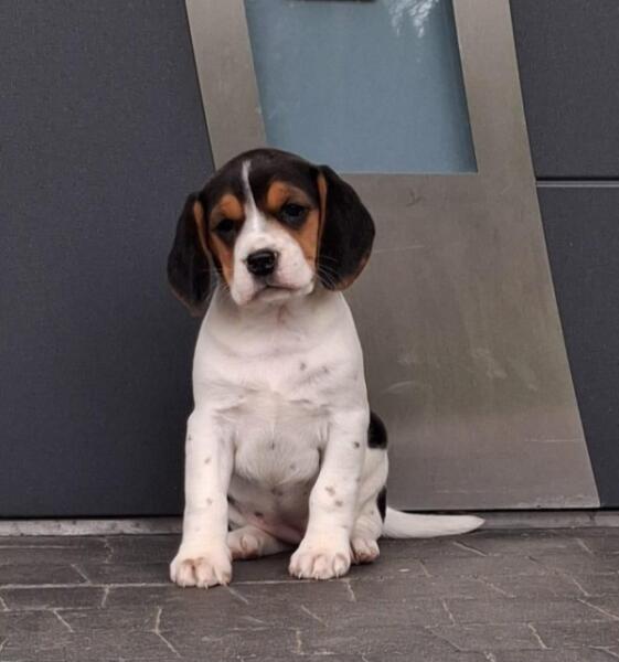 Beagle