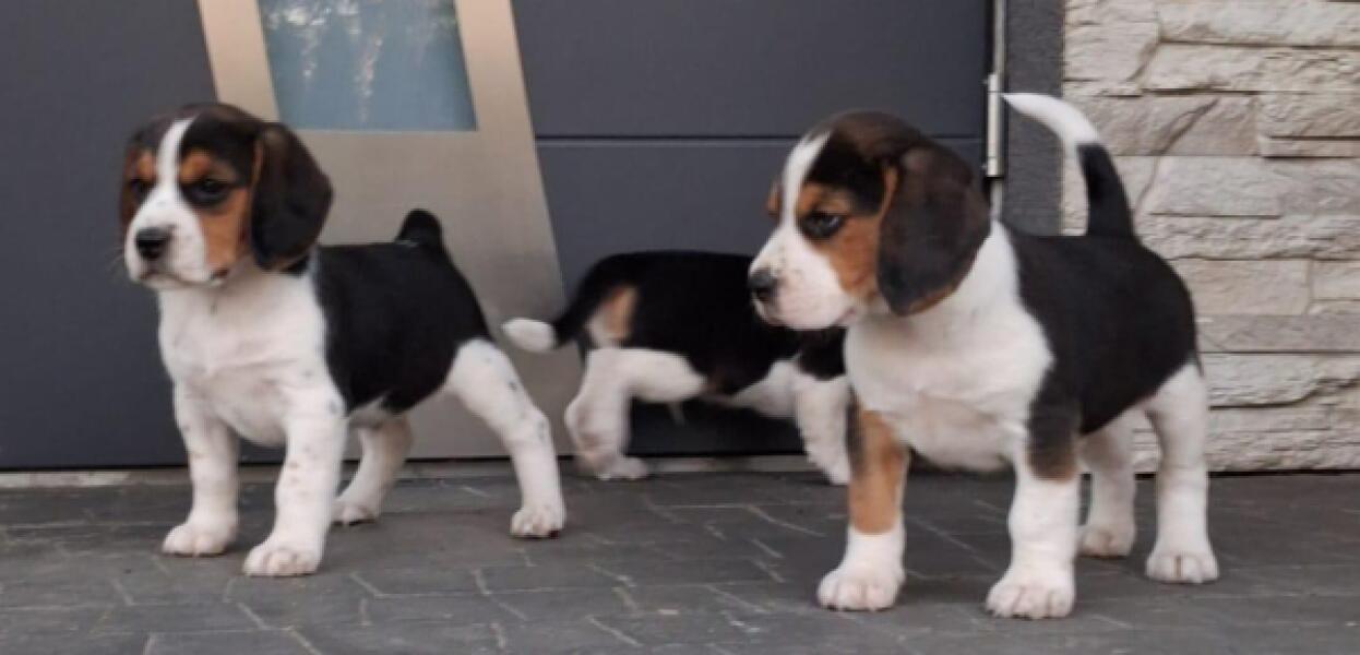Beagle