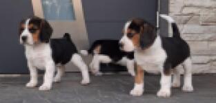 Beagle