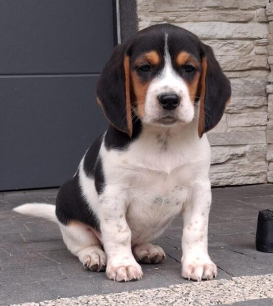 Beagle