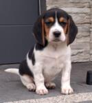 Beagle