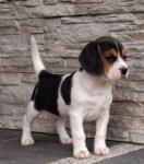 Beagle