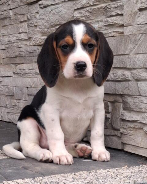 Beagle