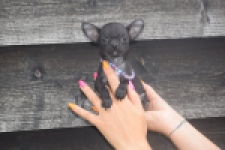 Chihuahua (reu) 64765
