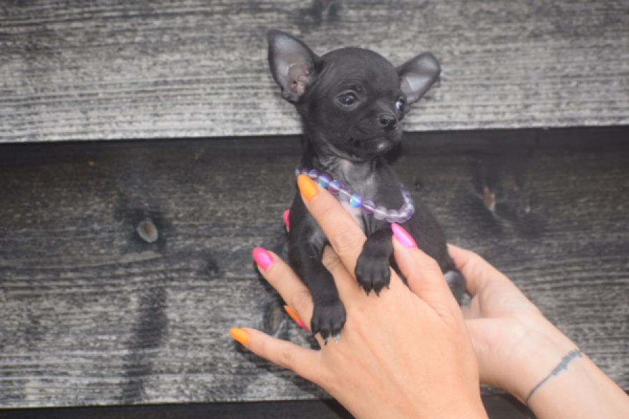 Chihuahua (reu) 64765