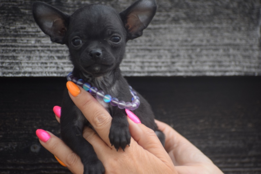 Chihuahua (reu) 64765
