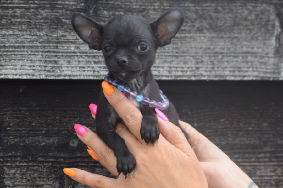 Chihuahua (reu) 64765