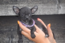 Chihuahua (reu) 64765