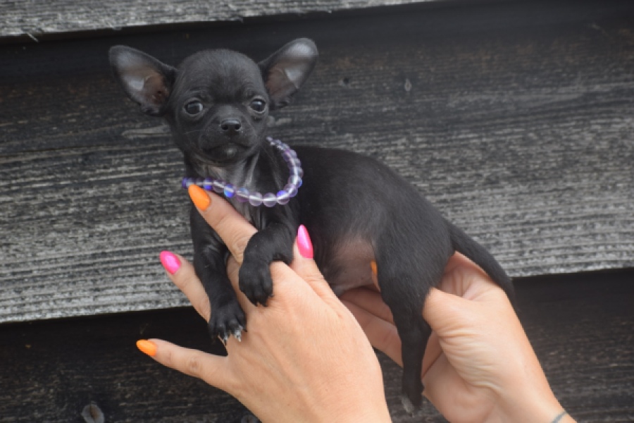 Chihuahua (reu) 64765