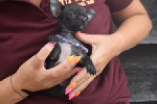 Chihuahua (reu) 64765