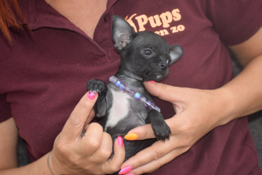Chihuahua (reu) 64765