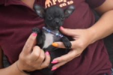 Chihuahua (reu) 64765