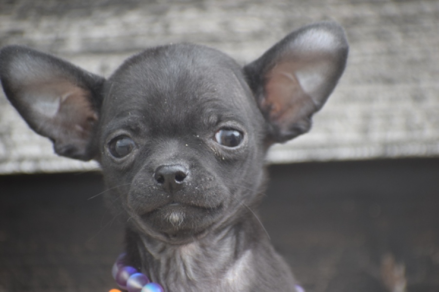 Chihuahua (reu) 64765