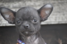 Chihuahua (reu) 64765
