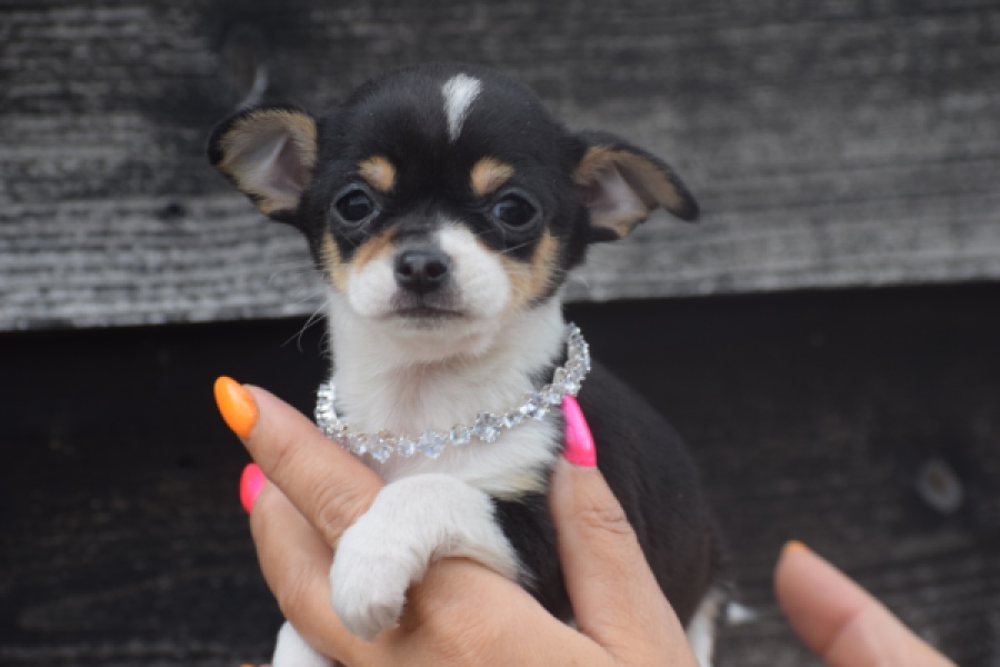 Chihuahua (teef) 64799