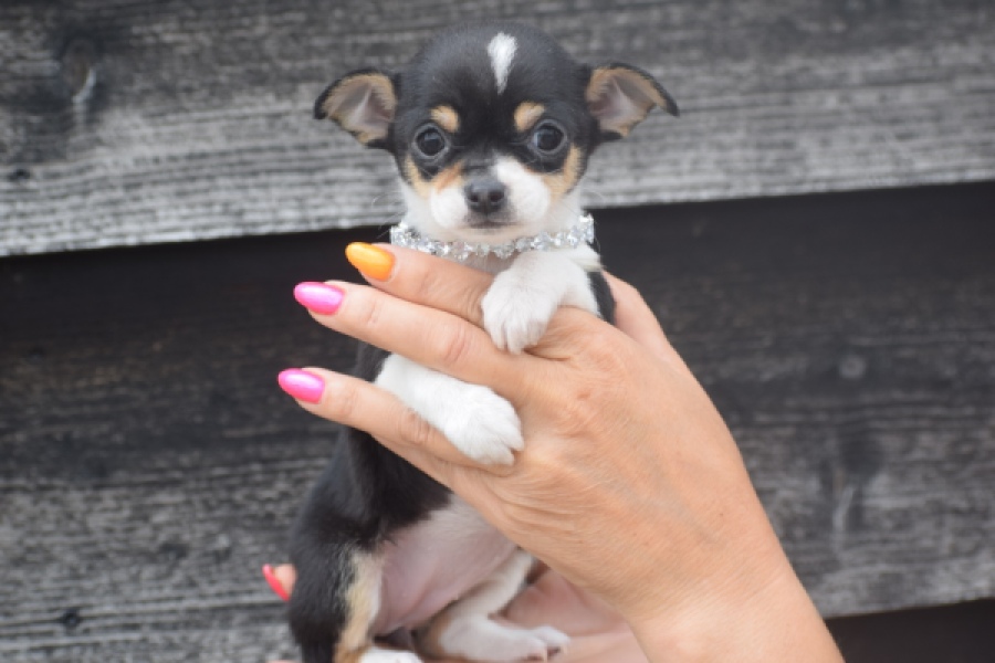 Chihuahua (teef) 64799