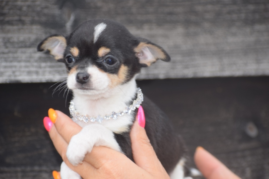 Chihuahua (teef) 64799