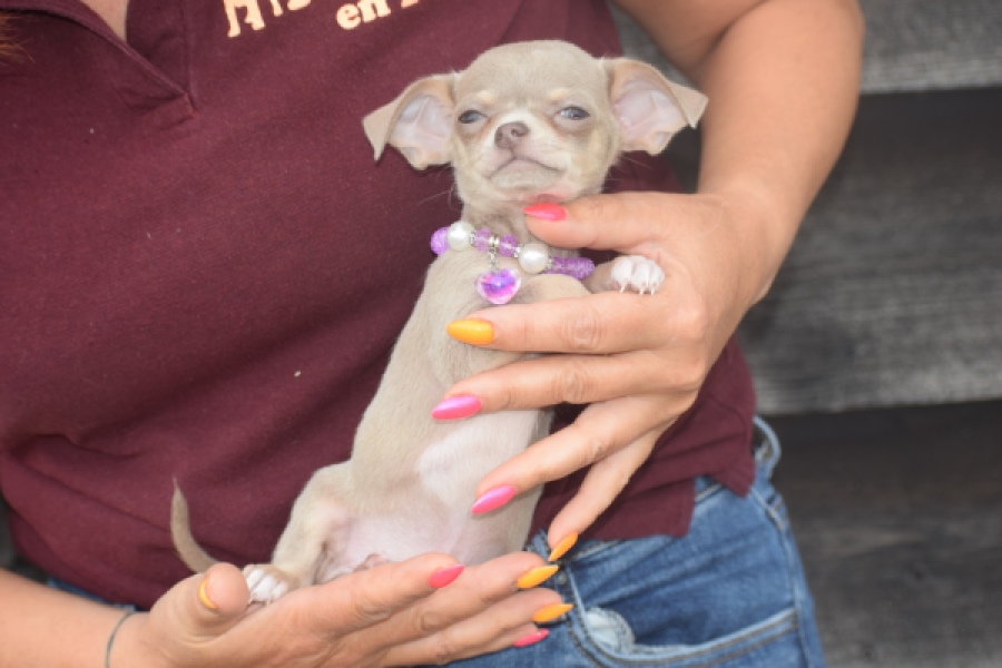 Chihuahua (reu) 64458