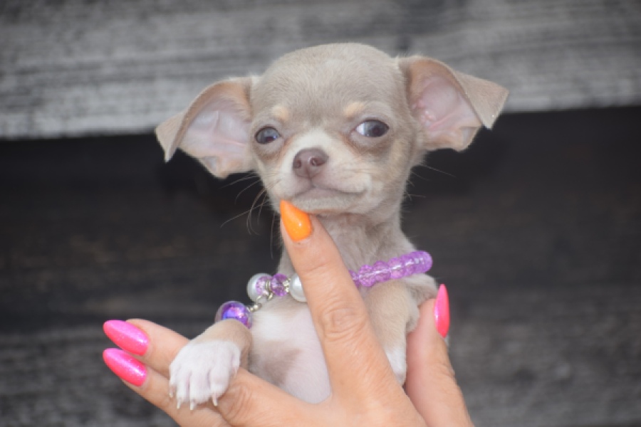 Chihuahua (reu) 64458