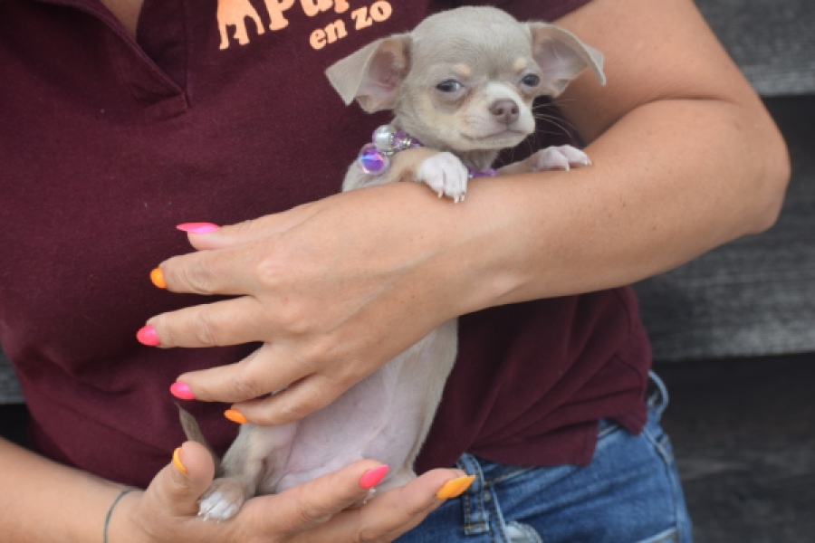Chihuahua (reu) 64458