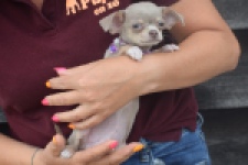 Chihuahua (reu) 64458