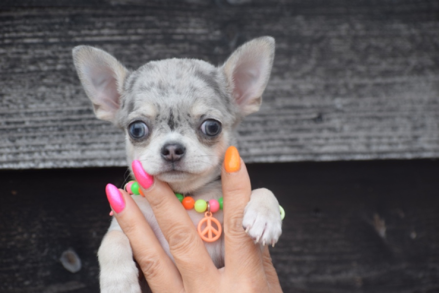 Chihuahua (reu) 64381