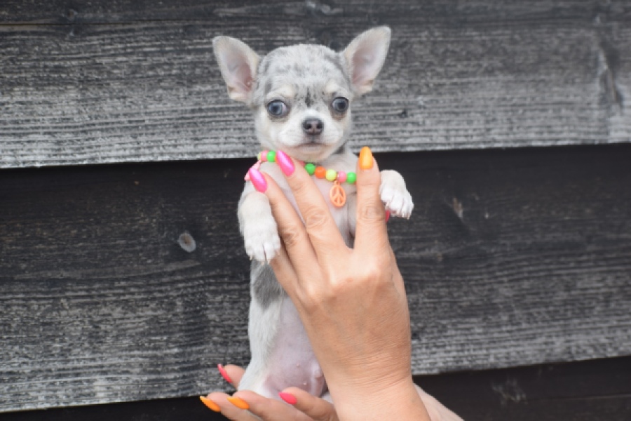 Chihuahua (reu) 64381
