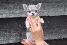 Chihuahua (reu) 64381