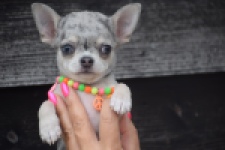 Chihuahua (reu) 64381
