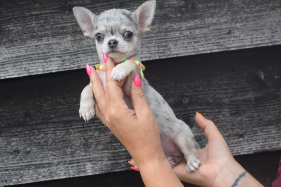 Chihuahua (reu) 64381