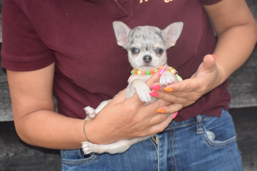 Chihuahua (reu) 64381