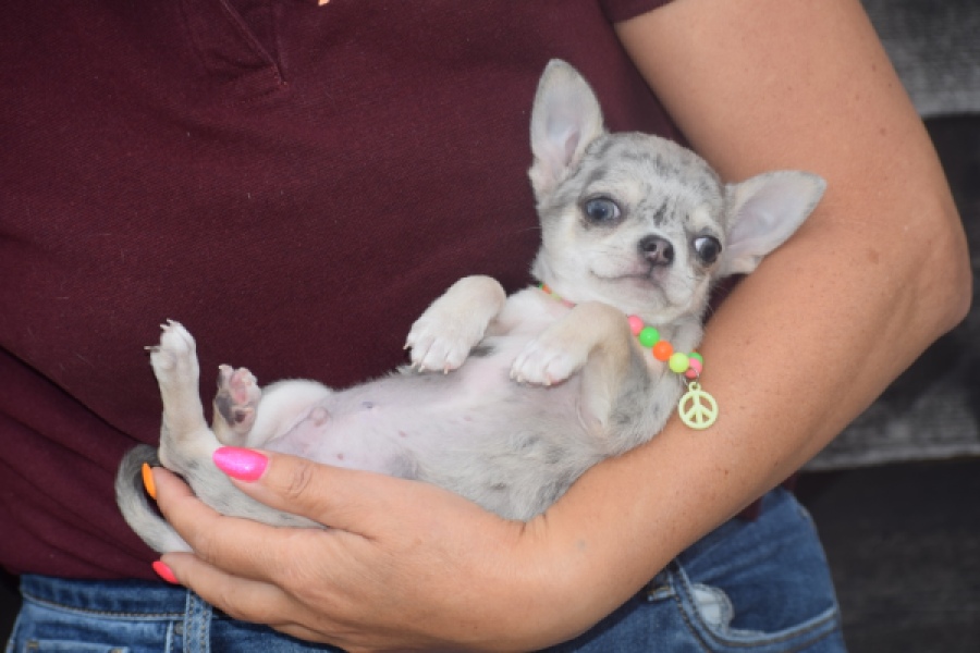 Chihuahua (reu) 64381