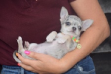 Chihuahua (reu) 64381
