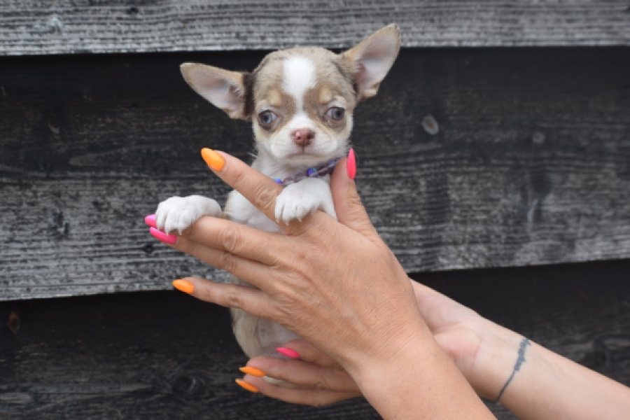 Chihuahua (reu) 64403