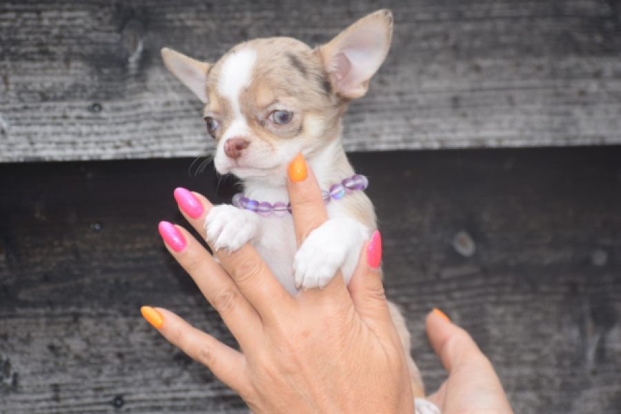 Chihuahua (reu) 64403