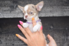 Chihuahua (reu) 64403