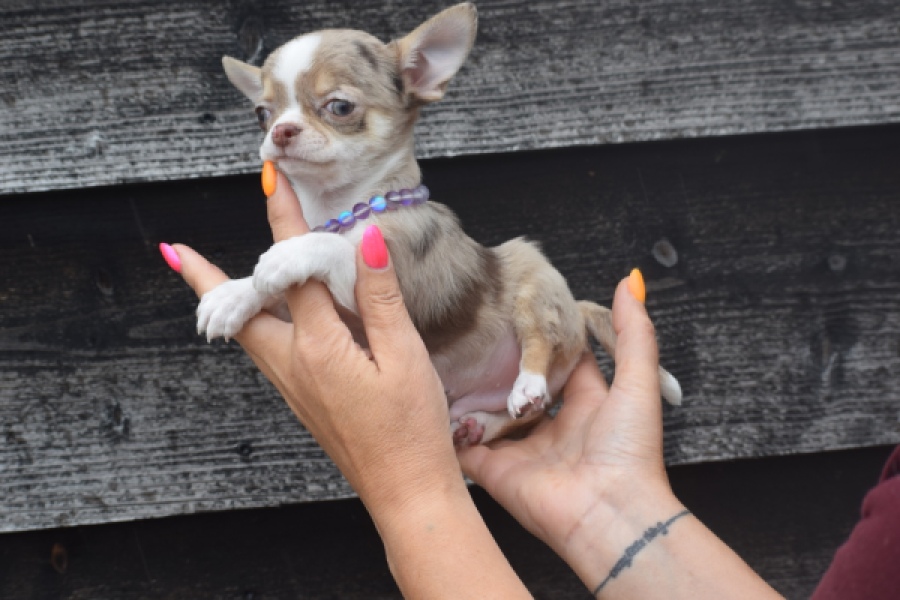 Chihuahua (reu) 64403