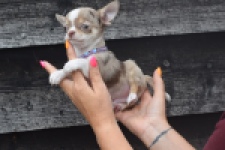 Chihuahua (reu) 64403