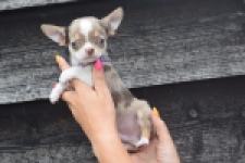 Chihuahua (reu) 64403