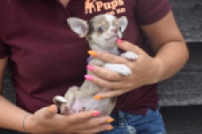 Chihuahua (reu) 64403