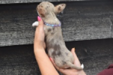 Chihuahua (reu) 64403