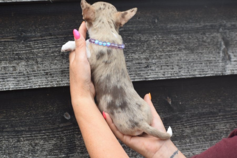Chihuahua (reu) 64403