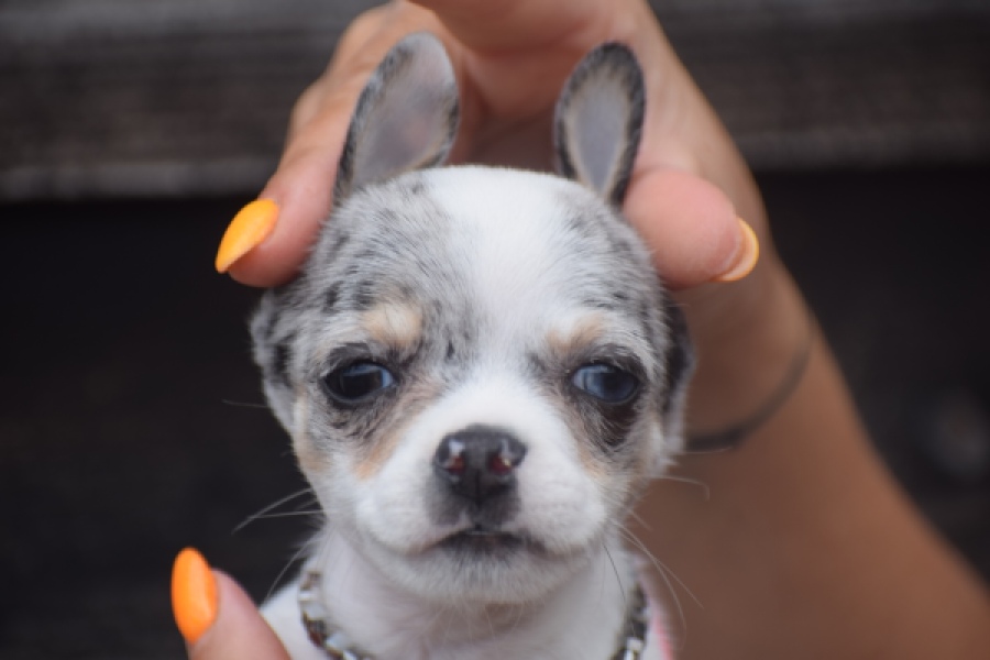 Chihuahua (reu) 65080