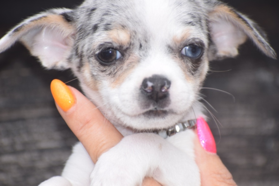 Chihuahua (reu) 65080