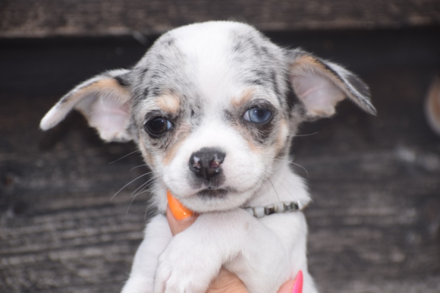 Chihuahua (reu) 65080