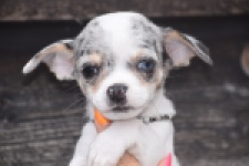 Chihuahua (reu) 65080