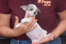 Chihuahua (reu) 65080